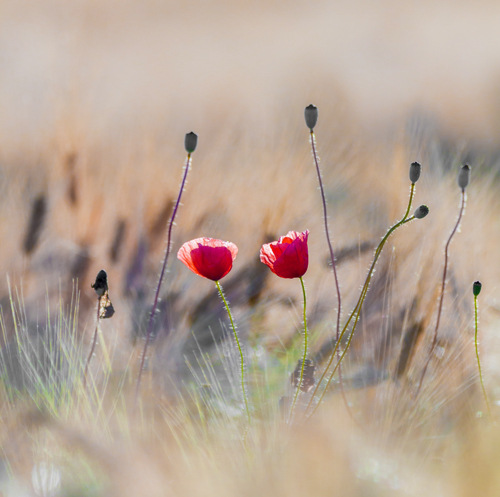 Mohn auf Wiese